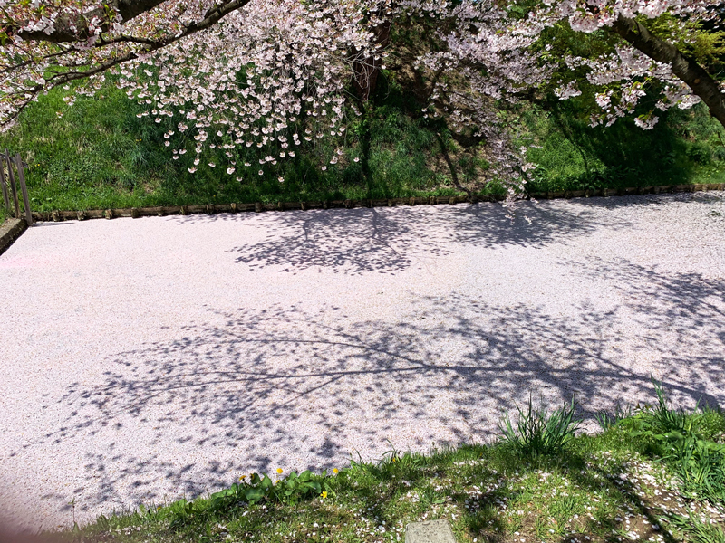 弘前公園の花筏